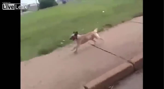 ブラジル_サンパウロ_犬_ワンちゃん_救急車