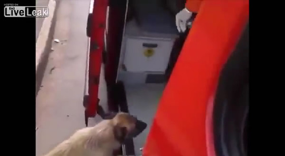 ブラジル_サンパウロ_犬_ワンちゃん_救急車
