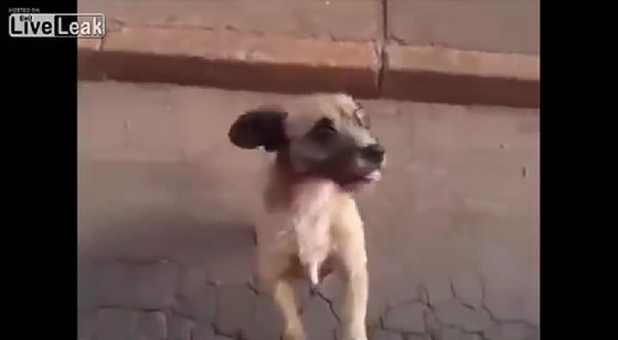 ブラジル_サンパウロ_犬_ワンちゃん_救急車