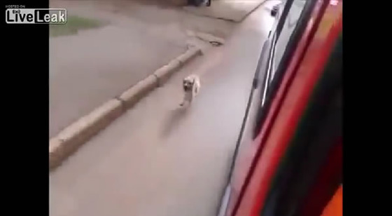 ブラジル_サンパウロ_犬_ワンちゃん_救急車