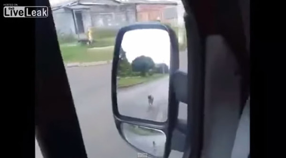 ブラジル_サンパウロ_犬_ワンちゃん_救急車