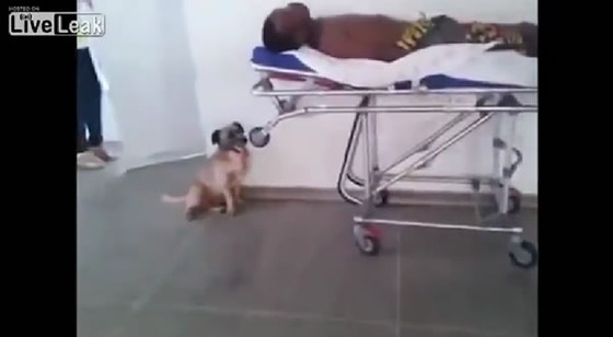 ブラジル_サンパウロ_犬_ワンちゃん_救急車