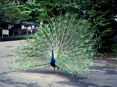 peacock