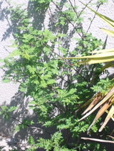 0f990808.jpg