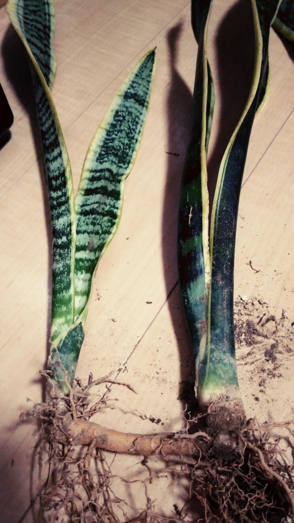 P_20180313_145022_vHDR_Auto_2