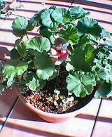 040930-hana_02.jpg