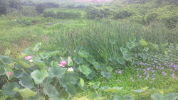 201707040649000