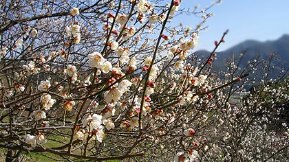 10022001三岳梅林公園01