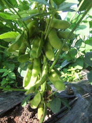 茶豆2011