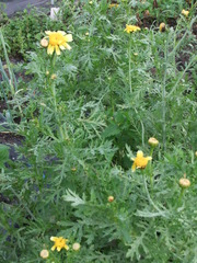 きくなの花