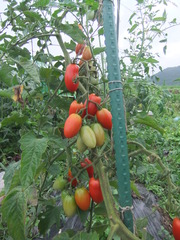 アイコ2011
