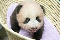 パンダの赤ちゃん