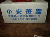 ichigo1