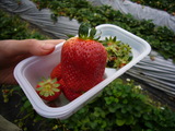 2010 march 26 011