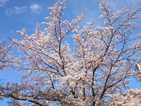 2019_03_31(008)