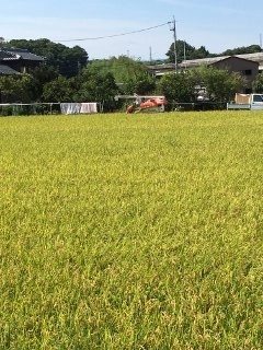 IMG_0536 (240x320)