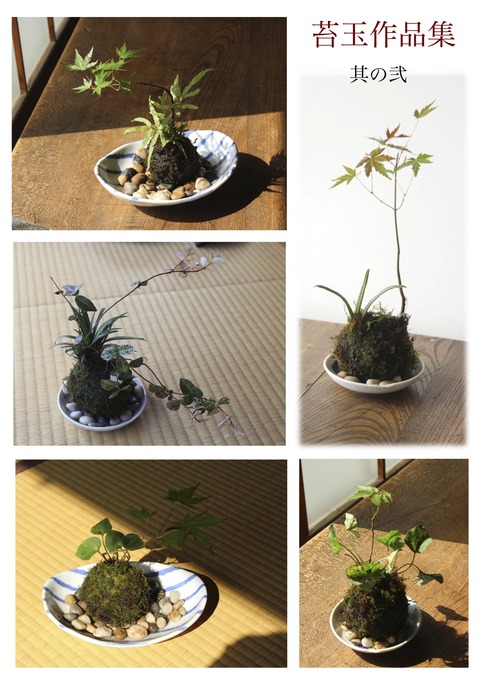 苔玉作品集その2