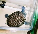 我が家のカメ