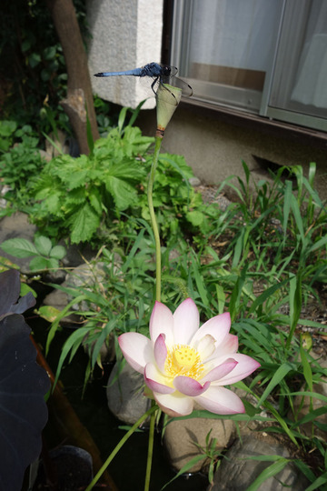 DSC00085