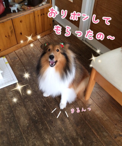 ペットの毛いれ 折れ耳 シェルティ コリー 犬の毛 遺毛の通販 by