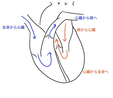 心臓1