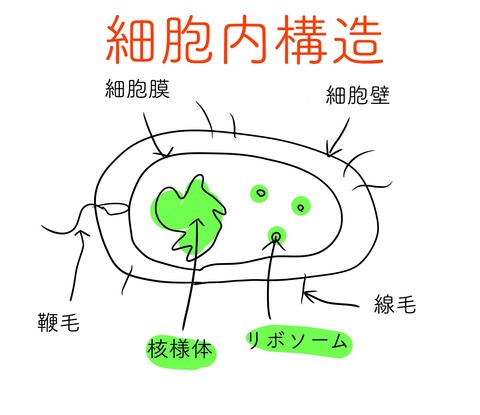 細胞構造2