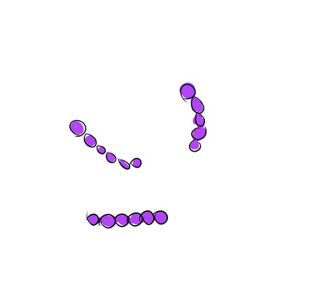 グラム染色2