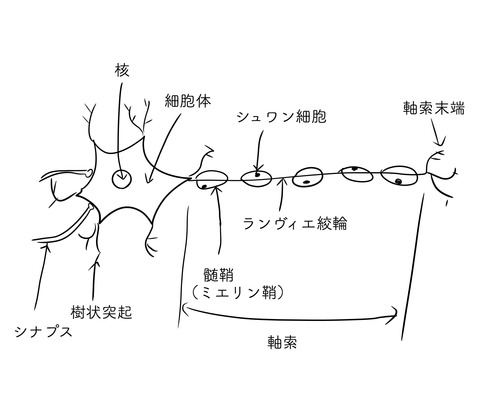ニューロン
