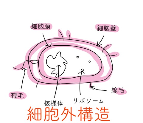 細胞構造3