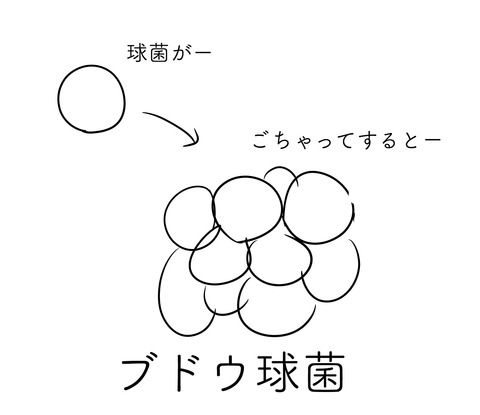 細菌5