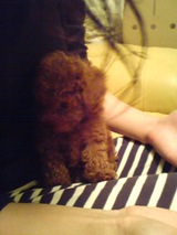 puppy