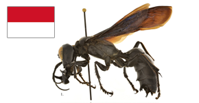 海外の蜂事情～インドネシア編～ : なぜなに虫コラム