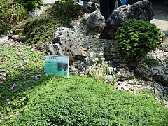 咲くや・エーデルワイス