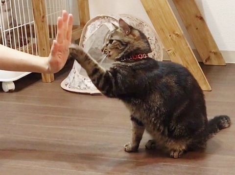 cat-171019-1