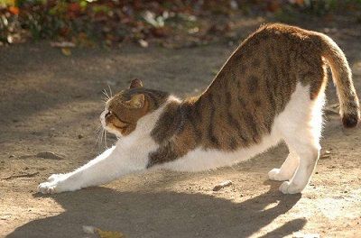 ねこのび