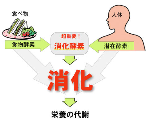 消化酵素