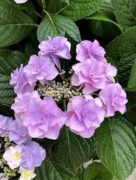 紫陽花