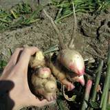 071109生姜の根魔人ジャー