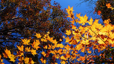 081015白髪山紅葉P1030744