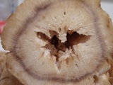burdock4