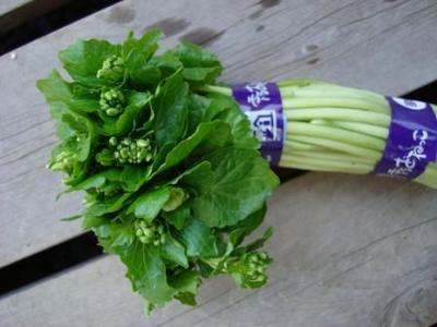 wasabi