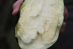nasu2