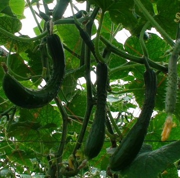 cucumber