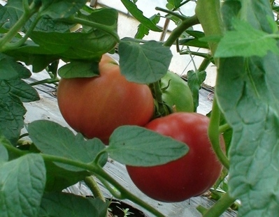 DSC04171