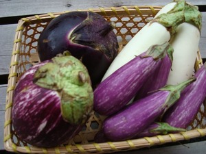 egg plants