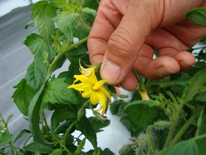 flower