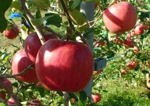 apple