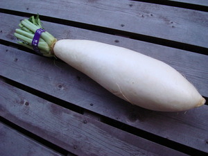 raddish