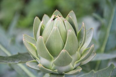 artichoke