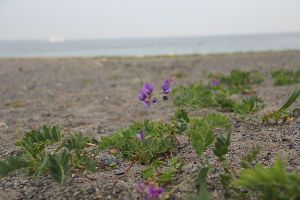 coast